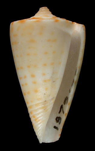 Conus aureolus  Sowerby, 1858 Primary Type Image