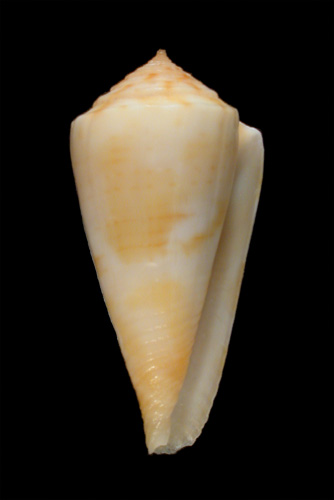 Conus aureonimbosus  Petuch, 1987 Primary Type Image