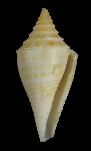 Conus aureopunctatus  Petuch, 1987 Primary Type Image