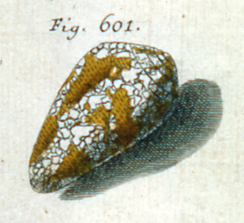 Cucullus aureus  Röding, 1798 Representation of Lectotype Image