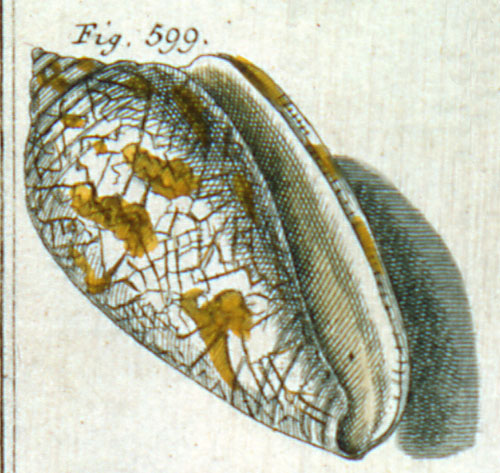 Cucullus auriger  Röding, 1798 Representation of Lectotype Image