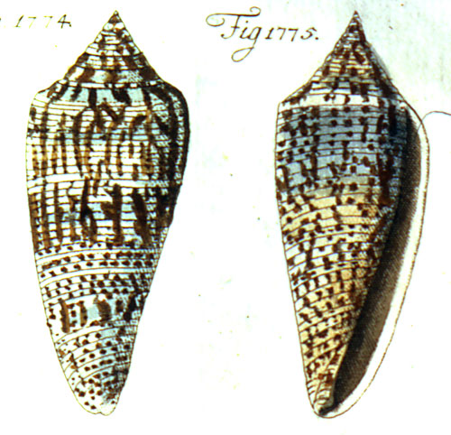 Conus australis  Holten, 1802 Representation of Lectotype Image