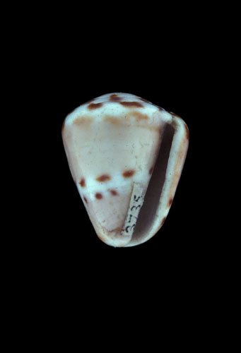 Conus australis  Schröter, 1803 Primary Type Image