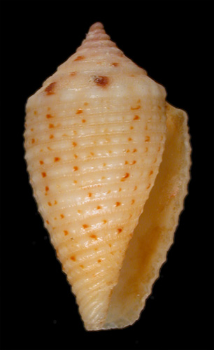 Conus axelrodi  Walls, 1978 Primary Type Image