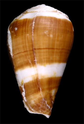 Conus babaensis  Rolán & Röckel, 2001 Primary Type Image