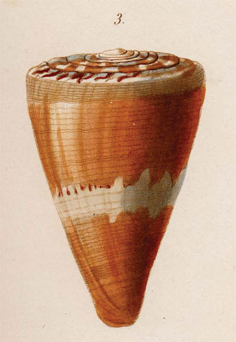 Conus badius  Kiener, 1846 Original Figure Image