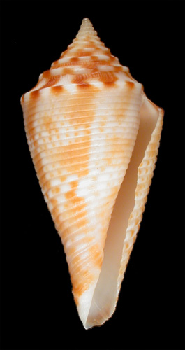 Conus baileyi  Röckel & da Motta, 1979 Primary Type Image