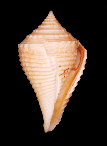 Conus armiger bajanensis  Nowell-Usticke, 1968 Primary Type Image