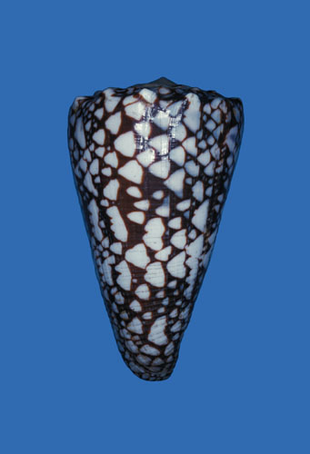 Conus bandanus  Hwass in Bruguière, 1792 Primary Type Image