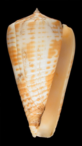 Conus maculospira bangladeshianus  da Motta, 1985 Primary Type Image