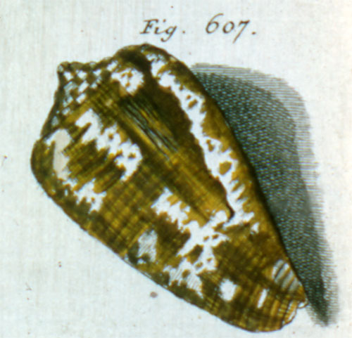 Cucullus barathrum  Röding, 1798 Representation of Lectotype Image