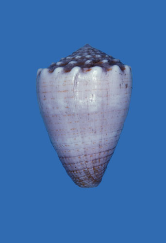 Conus barbadensis  Hwass in Bruguière, 1792 Primary Type Image