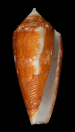 Conus barbieri  Raybaudi Massilia, 1995 Primary Type Image