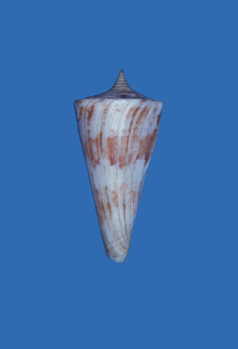 Conus bayani  Jousseaume, 1872 Primary Type Image