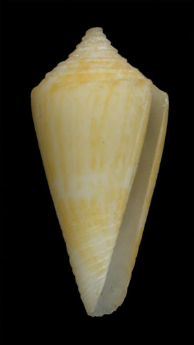 Conus bayeri  Petuch, 1987 Primary Type Image