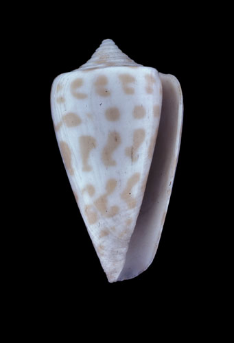 Conus spurius baylei  Jousseaume, 1872 Primary Type Image