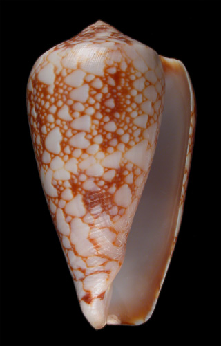 Conus pennaceus bazarutensis  Fernades & Monteiro, 1988 Primary Type Image