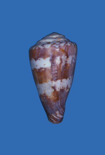 Conus beckeri  Sowerby iii, 1911 Primary Type Image