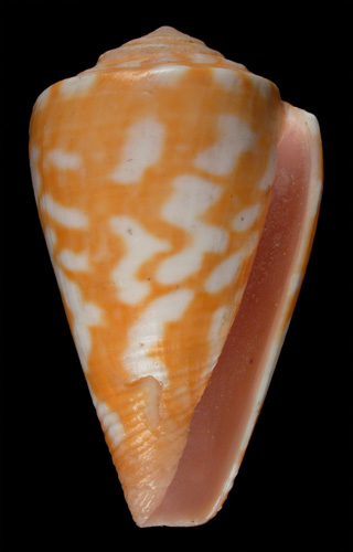 Conus beddomei  Sowerby iii, 1901 Primary Type Image