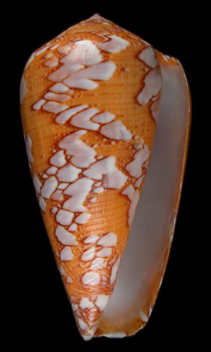 Conus pennaceus behelokensis  Lauer, 1989 Primary Type Image