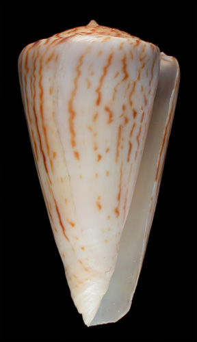 Conus bellocqae  van Rossum, 1995 Primary Type Image