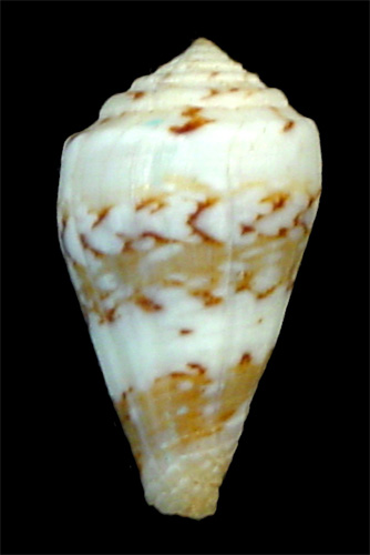 Conus bellulus  Rolán, 1990 Primary Type Image