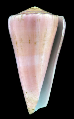 Conus berdulinus  Veillard, 1972 Primary Type Image