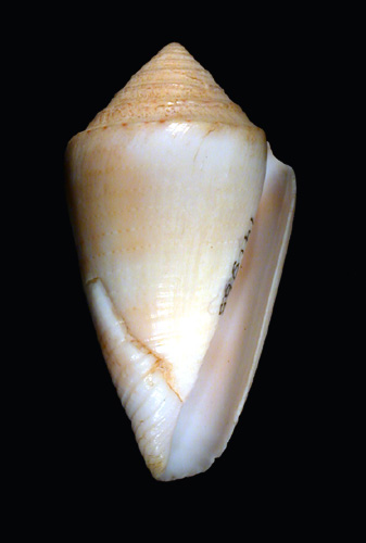 Conus bermudensis  Clench, 1942 Primary Type Image