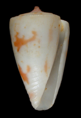 Conus bessei  Petuch, 1992 Primary Type Image