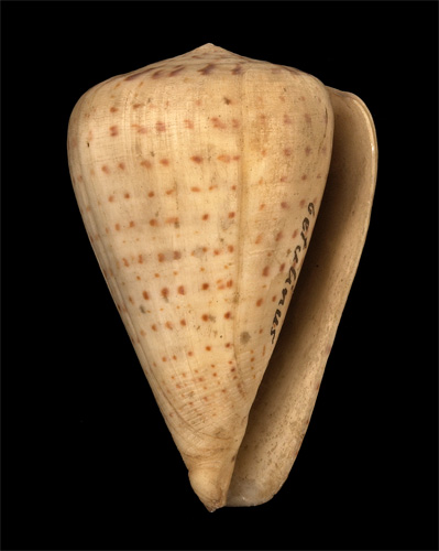 Conus betulinus  Linnaeus, 1758 Primary Type Image