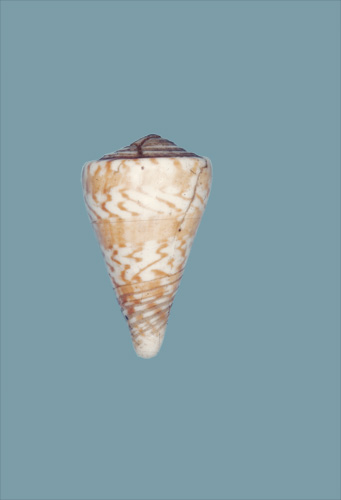 Conus bifasciatus  Gmelin, 1791 Primary Type Image