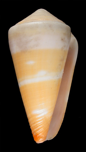 Conus bifasciatus  Sowerby ii, 1857 Primary Type Image