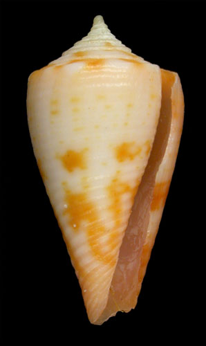 Conus binghamae  Petuch, 1987 Primary Type Image