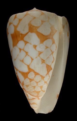 Conus bitleri  da Motta, 1984 Primary Type Image