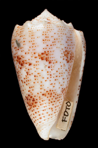 Conus arenatus bizona  Coomans, Moolenbeek & Wils, 1981 Primary Type Image