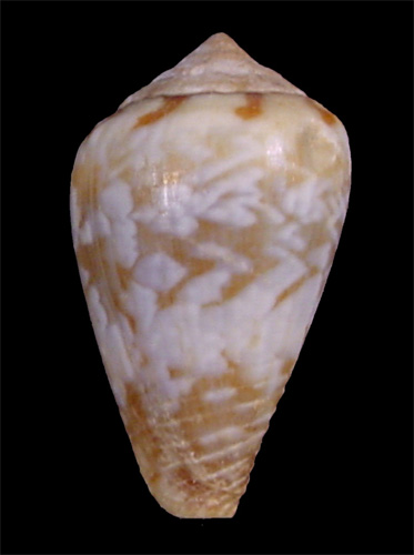 Conus boavistensis  Rolán & Fernandez in Rolán, 1990 Primary Type Image