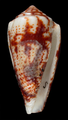 Conus boeticus  Reeve, 1844 Primary Type Image