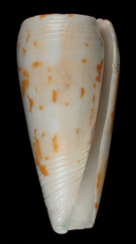 Conus boivini  Kiener, 1846 Primary Type Image