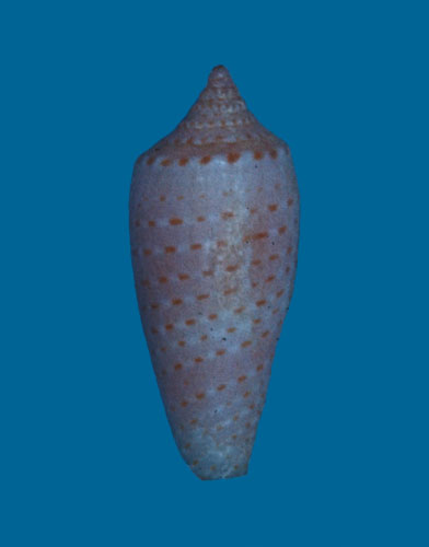 Conus (Chelyconus) borbonicus  H. Adams, 1868 Primary Type Image