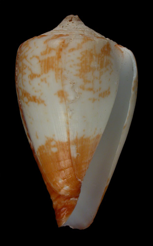 Conus borgesi  Trovao, 1979 Primary Type Image