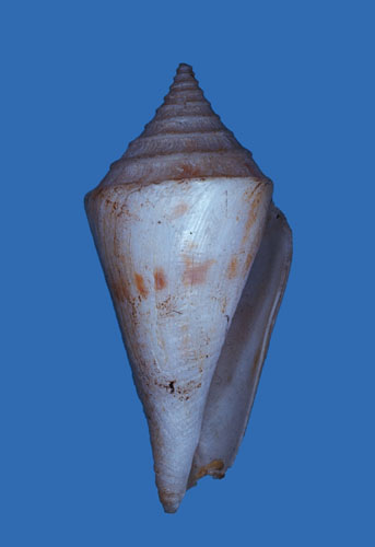 Conus borneensis  A. Adams & Reeve, 1848 Primary Type Image