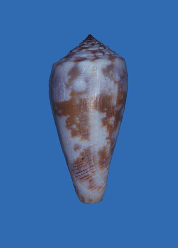 Conus borneensis  Sowerby ii, 1866 Primary Type Image