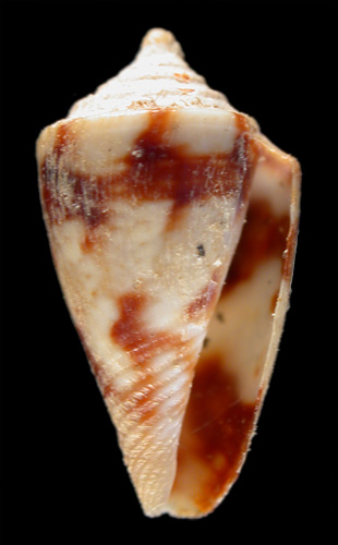 Conus boschorum  Moolenbeek & Coomans, 1993 Primary Type Image