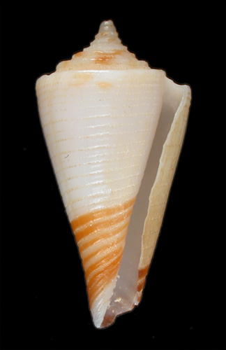 Conus (Endemoconus) boucheti  Richard, 1983 Primary Type Image