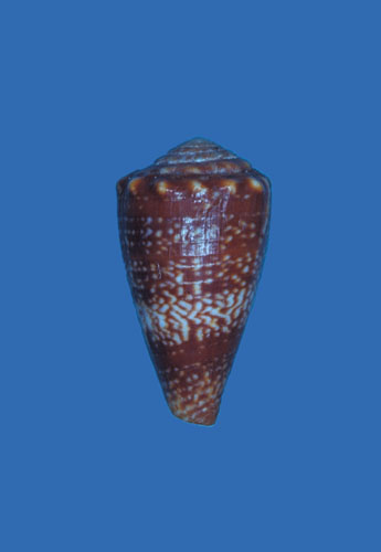 Conus bougei  Sowerby iii, 1907 Primary Type Image