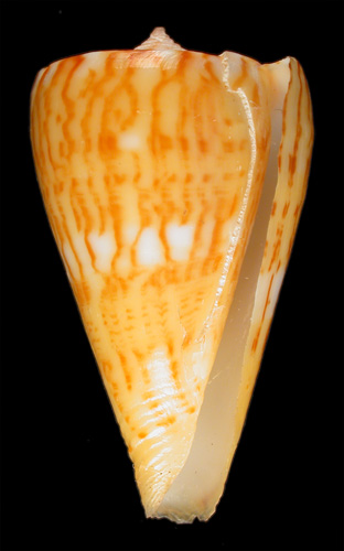 Conus (Dauciconus) boui  da Motta, 1988 Primary Type Image