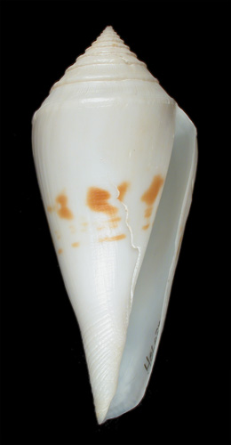 Conus bozzettii  Lauer, 1991 Primary Type Image