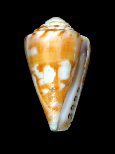 Conus archetypus brasiliensis  Clench, 1942 Primary Type Image