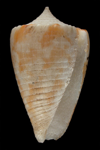 Conus brevis  Smith, 1877 Primary Type Image