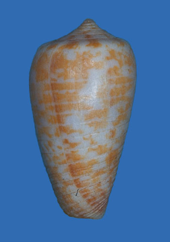 Conus broderipii  Reeve, 1844 Primary Type Image